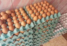 ارتفاع أسعار البيض الأحمر ارتفاع أسعار البيض الأحمر