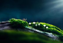 فطر الزومبي الذي “يقتل الحشرات وينمو على جثثها” قد يساعد في علاج السرطان فطر الزومبي الذي "يقتل الحشرات وينمو على جثثها" قد يساعد في علاج السرطان