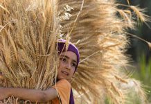 أزمة القمح المستورد تدفع نحو إغلاق المطاحن ومصانع المكرونة أزمة القمح المستورد تدفع نحو إغلاق المطاحن ومصانع المكرونة