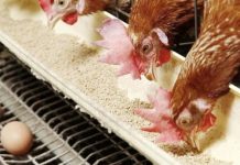 اتحاد الدواجن يتهم السوق السوداء بالتلاعب بالأسعار اتحاد الدواجن يتهم السوق السوداء بالتلاعب بالأسعار