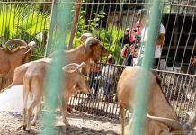 السيسي يتابع مخطط الجيش والإمارات لـ”تطوير حديقة الحيوان” السيسي يتابع مخطط الجيش والإمارات لـ"تطوير حديقة الحيوان"