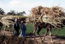 غضب المزارعين يدفع إلى تراجع إنتاج السكر بنحو 170 ألف طن غضب المزارعين يدفع إلى تراجع إنتاج السكر بنحو 170 ألف طن