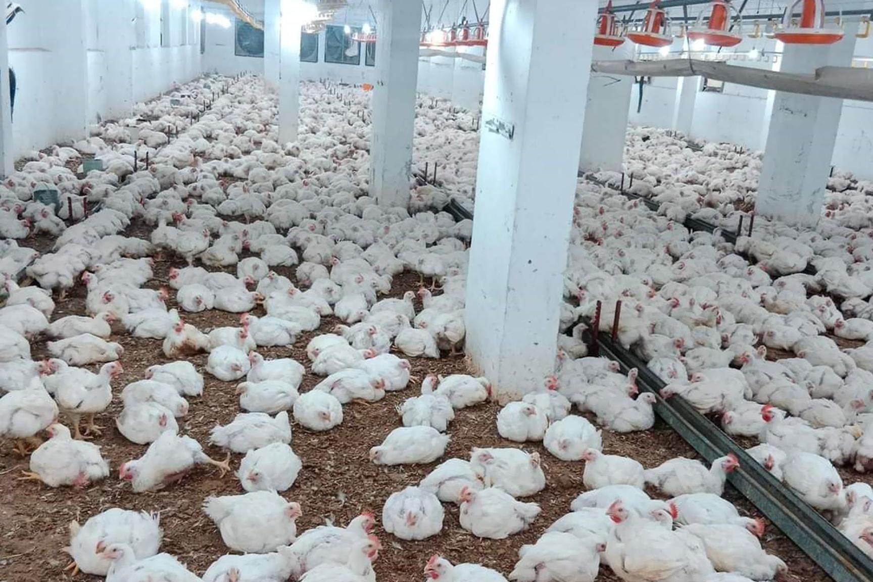 الدجاج البرازيلي ينجح في خفض أسعار الدواجن المحلية.. فهل يضر الإنتاج المصري؟ الدجاج البرازيلي ينجح في خفض أسعار الدواجن المحلية.. فهل يضر الإنتاج المصري؟