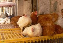 سجال بين السماسرة والمنتجين حول أسعار الدواجن سجال بين السماسرة والمنتجين حول أسعار الدواجن