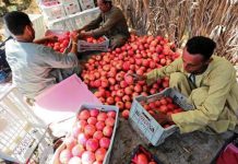 مصر تخصص 907 ملايين دولار لدعم المصدرين مصر تخصص 907 ملايين دولار لدعم المصدرين