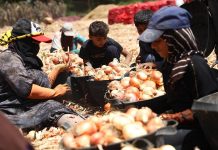 وزير مصري يكشف حجم احتياطي البلاد الاستراتيجي من السلع الأساسية والقمح وزير مصري يكشف حجم احتياطي البلاد الاستراتيجي من السلع الأساسية والقمح