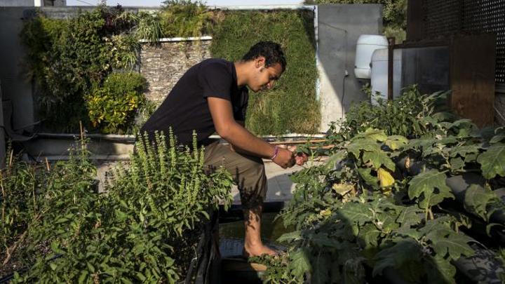 زراعة أسطح الإسكندرية: غذاء صحي وحفاظ على البيئة زراعة أسطح الإسكندرية: غذاء صحي وحفاظ على البيئة