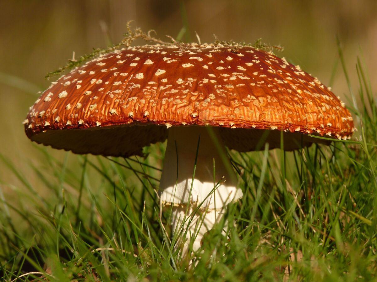 دراسة: نوع من الفطر يتواصل دراسة: نوع من الفطر يتواصل