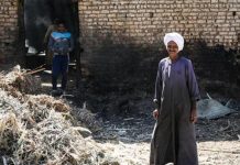 أزمة توريد سكر البنجر المصري: اتهامات متبادلة بين المزارعين والشركات أزمة توريد سكر البنجر المصري: اتهامات متبادلة بين المزارعين والشركات