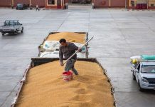 وصول شحنة من القمح الروسي إلى مصر وصول شحنة من القمح الروسي إلى مصر