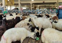 لحوم الأضاحي.. كيف نذبح ونطهو ونخزّن؟ لحوم الأضاحي.. كيف نذبح ونطهو ونخزّن؟