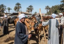 وزارة الصحة المصرية تحقق في أعراض مرضية متشابهة في قرية بالصعيد وزارة الصحة المصرية تحقق في أعراض مرضية متشابهة في قرية بالصعيد