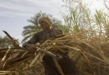 مزارعو القصب غاضبون من تدني زيادة سعر التوريد مزارعو القصب غاضبون من تدني زيادة سعر التوريد