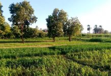 سقوط طائرة بدون طيار في حقل أرز بمحافظة الشرقية المصرية سقوط طائرة بدون طيار في حقل أرز بمحافظة الشرقية المصرية