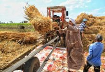 انتهاء موسم القمح بتوريد 3.4 ملايين طن انتهاء موسم القمح بتوريد 3.4 ملايين طن