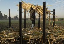 24% تراجع مساحات زراعة البنجر في مصر 24% تراجع مساحات زراعة البنجر في مصر