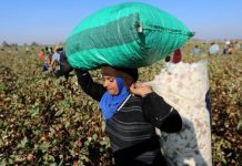 توقعات بتراجع إنتاج القطن المصري 36% توقعات بتراجع إنتاج القطن المصري 36%