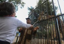 مشروع تطوير حديقتي الحيوان والأورمان في مصر مشروع تطوير حديقتي الحيوان والأورمان في مصر