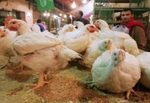 30% ارتفاعًا في أسعار الدواجن خلال شهر 30% ارتفاعًا في أسعار الدواجن خلال شهر