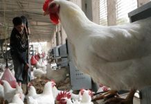 تكاليف الأعلاف تضرب مبادرة خفض الأسعار تكاليف الأعلاف تضرب مبادرة خفض الأسعار