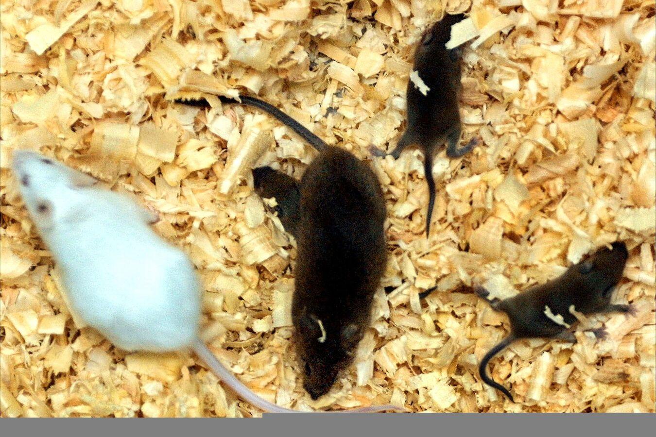 دراسة تكشف عن مهارة جديدة للفئران: تتحكم بأفكارها وتتخيل وتخطط مثل البشر دراسة تكشف عن مهارة جديدة للفئران: تتحكم بأفكارها وتتخيل وتخطط مثل البشر