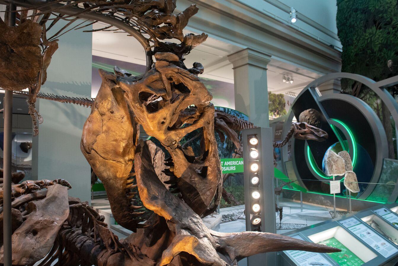 دراسة توضح كيف تسببت “سحابة غبار ضخمة” في قتل الديناصورات دراسة توضح كيف تسببت “سحابة غبار ضخمة” في قتل الديناصورات