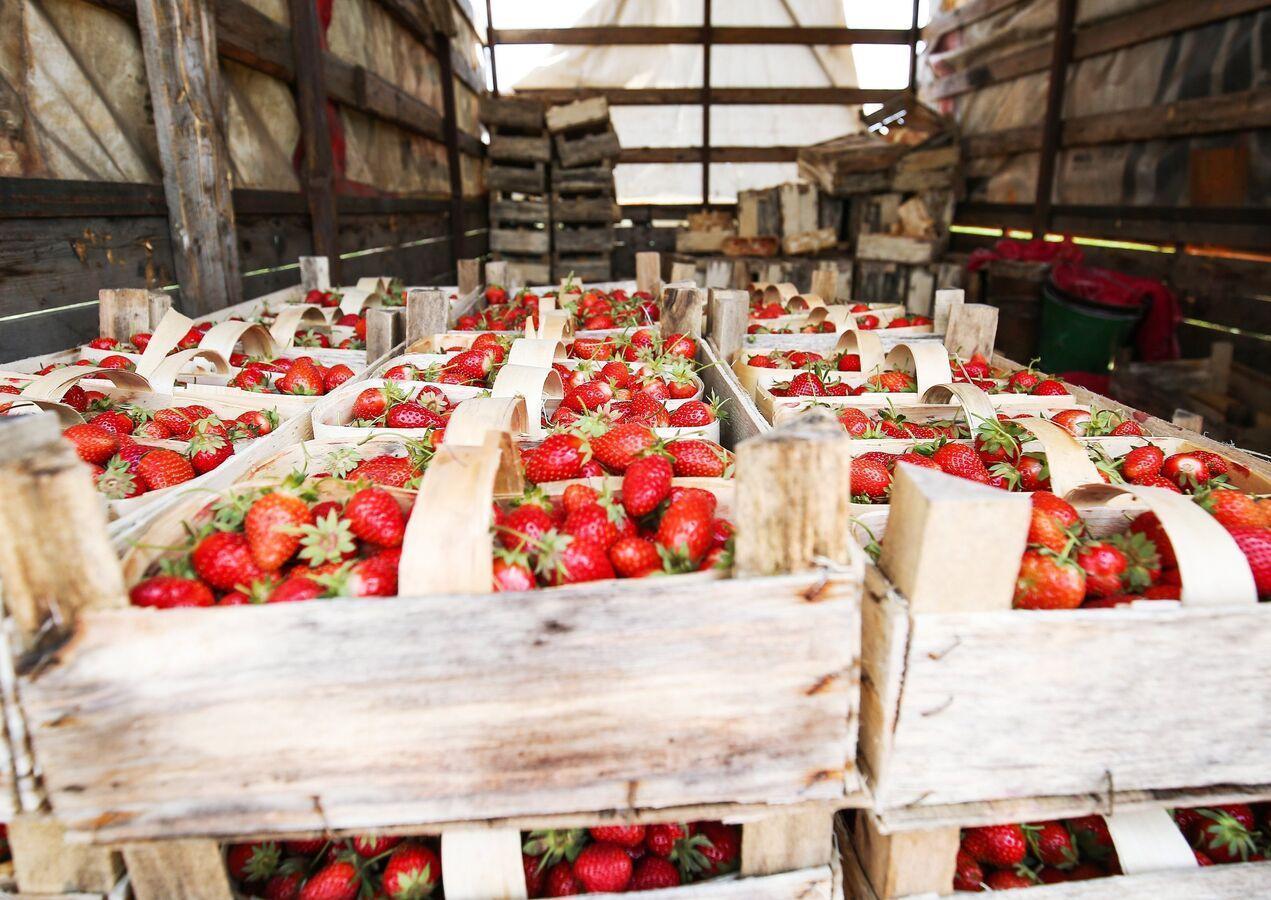 دراسة تكشف أثرا كبيرا للفراولة على الخرف المبكر دراسة تكشف أثرا كبيرا للفراولة على الخرف المبكر