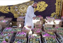 وسط أجواء فرعونية.. كرنفال للمانجو بالأقصر المصرية وسط أجواء فرعونية.. كرنفال للمانجو بالأقصر المصرية