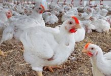 تراجع كبير في أسعار الفراخ.. وفجوة كبيرة بين البيع والتكلفة تراجع كبير في أسعار الفراخ.. وفجوة كبيرة بين البيع والتكلفة