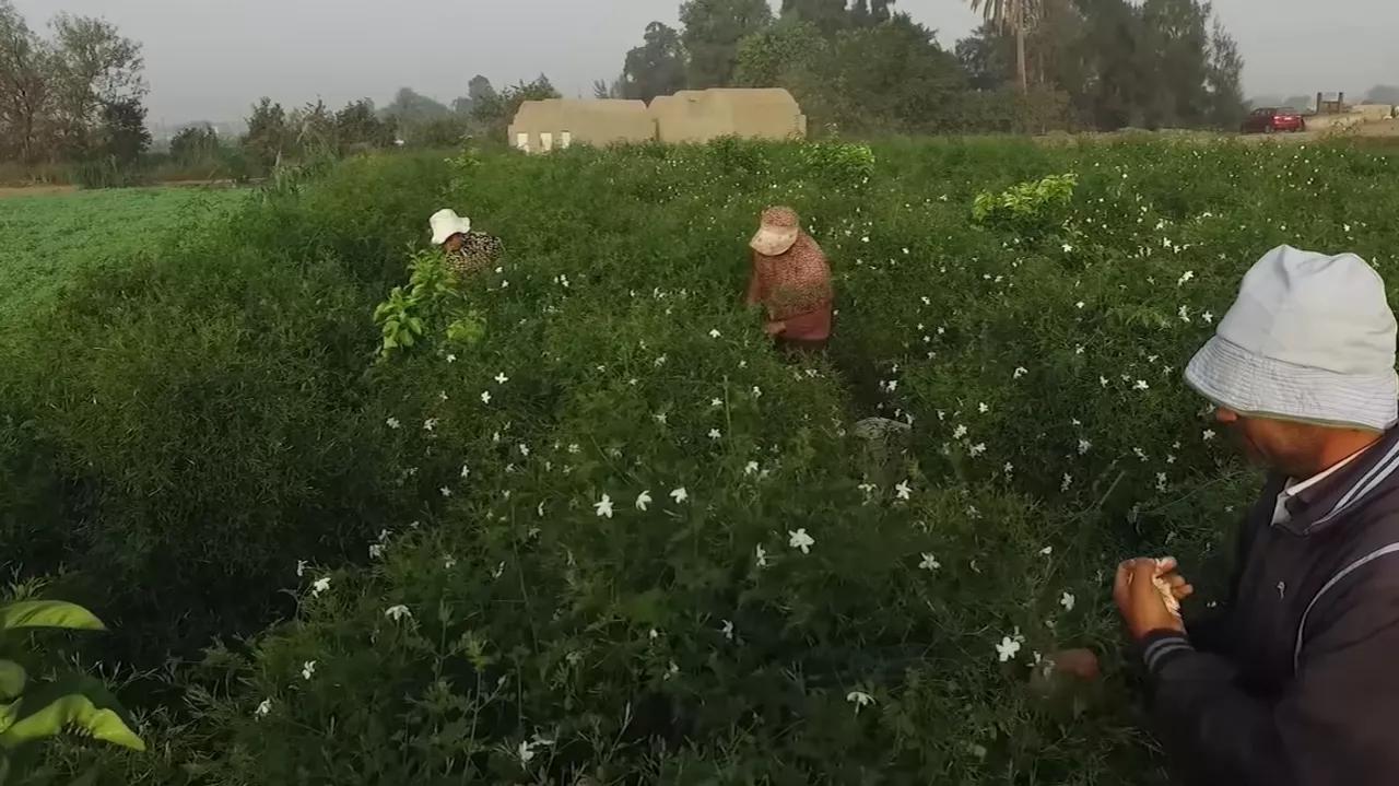 مصر تبحث إمكانية الزراعة بمياه عالية الملوحة مصر تبحث إمكانية الزراعة بمياه عالية الملوحة
