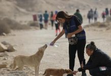 “أنياب مسعورة”… كلاب الشوارع تهدد حياة المصريين "أنياب مسعورة"... كلاب الشوارع تهدد حياة المصريين