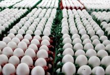 بسبب أزمة الدواجن.. مصر تتعاقد لشراء 30 مليون بيضة بسبب أزمة الدواجن.. مصر تتعاقد لشراء 30 مليون بيضة