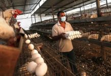 هل تحل تركيا أزمة ارتفاع أسعار البيض في مصر؟ هل تحل تركيا أزمة ارتفاع أسعار البيض في مصر؟