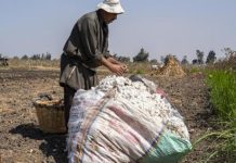 تحذيرات من انتكاسة زراعة القطن تحذيرات من انتكاسة زراعة القطن