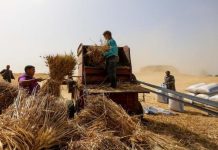 جهاز يتبع الجيش المصري يتولى دور هيئة السلع التموينية لاستيراد القمح جهاز يتبع الجيش المصري يتولى دور هيئة السلع التموينية لاستيراد القمح