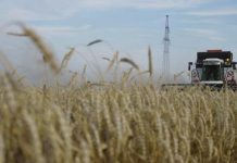 القمح يسجل أطول سلسلة خسائر منذ يونيو لهذه الأسباب القمح يسجل أطول سلسلة خسائر منذ يونيو لهذه الأسباب