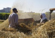 2000 جنيه زيادة في أسعار طن الأرز المحلي 2000 جنيه زيادة في أسعار طن الأرز المحلي