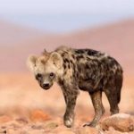 ظهور حيوان آكل لحوم بشر منقرض من 5 آلاف سنة ظهور حيوان آكل لحوم بشر منقرض من 5 آلاف سنة