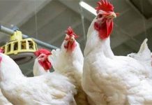 مصر اقتربت من الاكتفاء الذاتي في الثروة الداجنة مصر اقتربت من الاكتفاء الذاتي في الثروة الداجنة