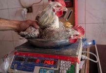 ارتفاع أسعار الدواجن والبيض.. إرهاق الأسر قبل رمضان ارتفاع أسعار الدواجن والبيض.. إرهاق الأسر قبل رمضان