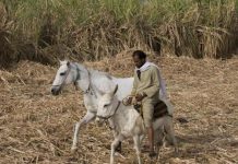 وزير التموين: احتياطي السكر يكفي لأكثر من 12 شهراً وزير التموين: احتياطي السكر يكفي لأكثر من 12 شهراً