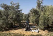 عواقب حرمان سيناء من التنمية عواقب حرمان سيناء من التنمية