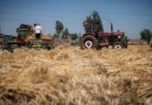 انخفاض مشتريات مصر من القمح المحلي 37% انخفاض مشتريات مصر من القمح المحلي 37%