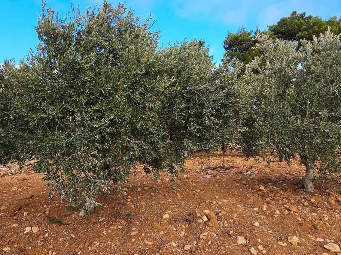 أشجار الزيتون حول البحر المتوسط في خطر محدق أشجار الزيتون حول البحر المتوسط في خطر محدق