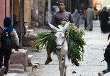 انقراض وشيك.. الحمار المنزلي مهدّد بتزايد الذبح والتصدير انقراض وشيك.. الحمار المنزلي مهدّد بتزايد الذبح والتصدير
