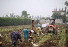 شح الغاز يصعد بأسعار الأسمدة 15% في مصر شح الغاز يصعد بأسعار الأسمدة 15% في مصر