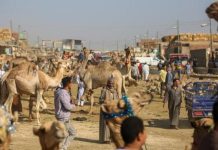 قفزات غير مسبوقة بأسعار اللحوم وواردات السودان تهدئ الأسواق قفزات غير مسبوقة بأسعار اللحوم وواردات السودان تهدئ الأسواق