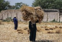 مشروعات التنمية المصرية في ضوء قيود الطاقة والمياه مشروعات التنمية المصرية في ضوء قيود الطاقة والمياه