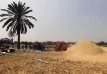 مصر تغلق مراكز لجمع القمح لهذا السبب مصر تغلق مراكز لجمع القمح لهذا السبب