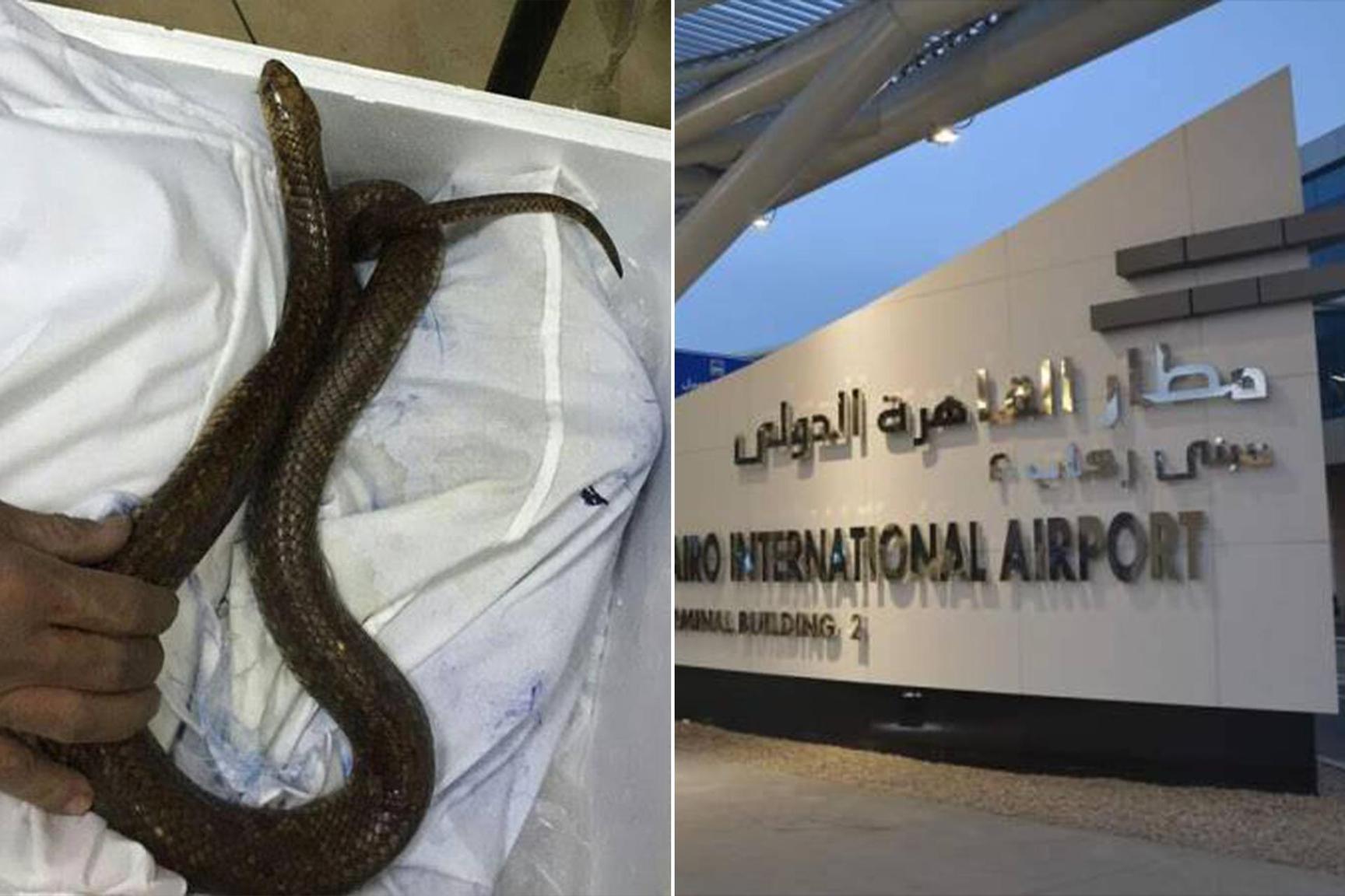 إحباط أغرب محاولة تهريب لزواحف وثعابين نادرة من مطار القاهرة